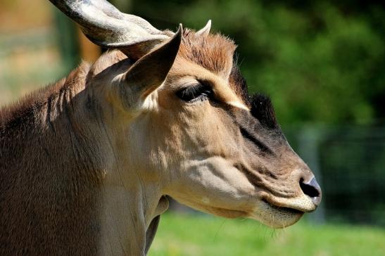 Elenantilope Opel Zoo Kronberg 2015