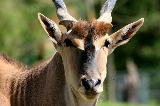 Elenantilope Opel Zoo Kronberg 2015