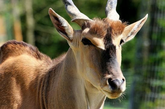 Elenantilope Opel Zoo Kronberg 2015