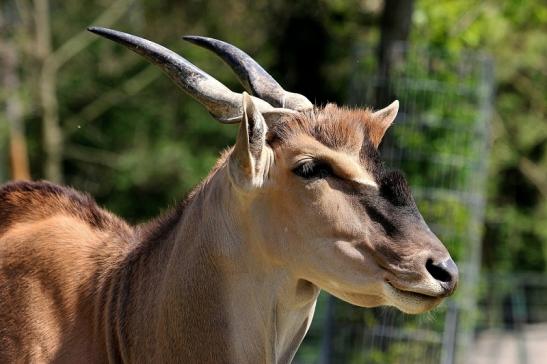 Elenantilope Opel Zoo Kronberg 2015