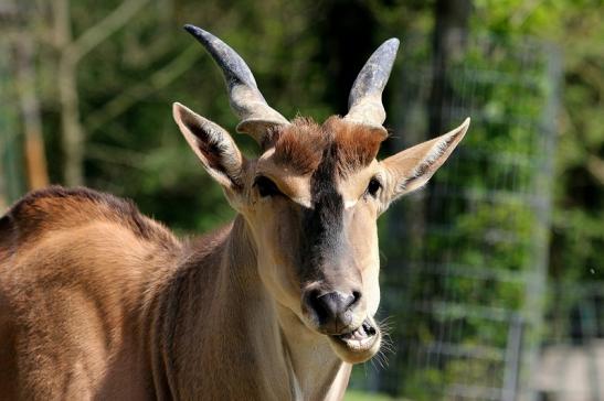 Elenantilope Opel Zoo Kronberg 2015