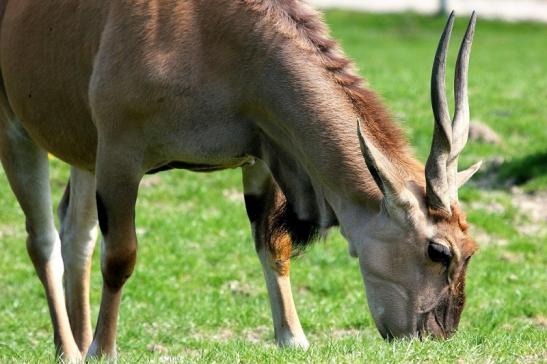 Elenantilope Opel Zoo Kronberg 2015