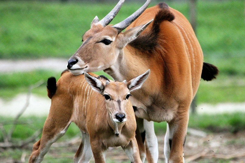 Foto des Monats Januar 2026 Elen Antilope mit Jungtier Opel Zoo Kronberg