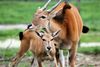 Foto des Monats Januar 2026 Elen Antilope mit Jungtier Opel Zoo Kronberg