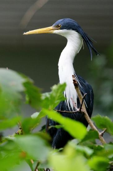 Elsterreiher Zoo Frankfurt am Main 2017 VB