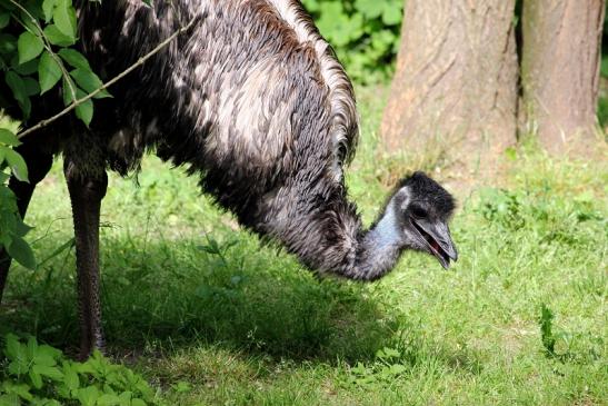 Emu Zoo Vivarium Darmstadt 2014