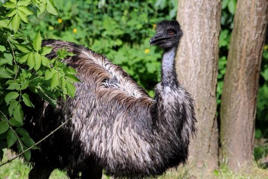 Emu Zoo Vivarium Darmstadt 2014
