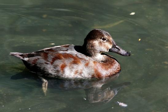 Ente Opel Zoo Kronberg 2016