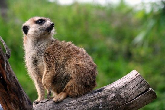 Erdmännchen Opel Zoo Kronberg 2010