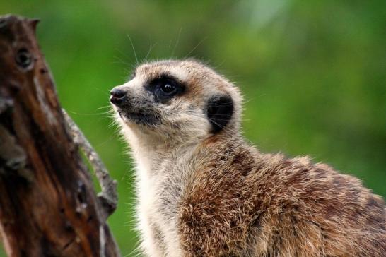 Erdmännchen Opel Zoo Kronberg 2010