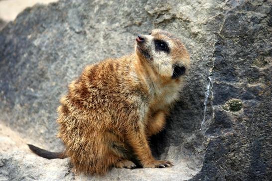 Erdmännchen Opel Zoo Kronberg 2010