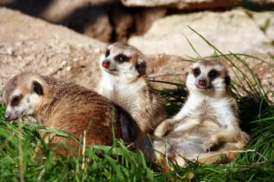 Erdmännchen Opel Zoo Kronberg 2010