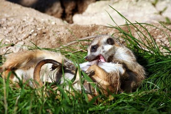 Erdmännchen Opel Zoo Kronberg 2010