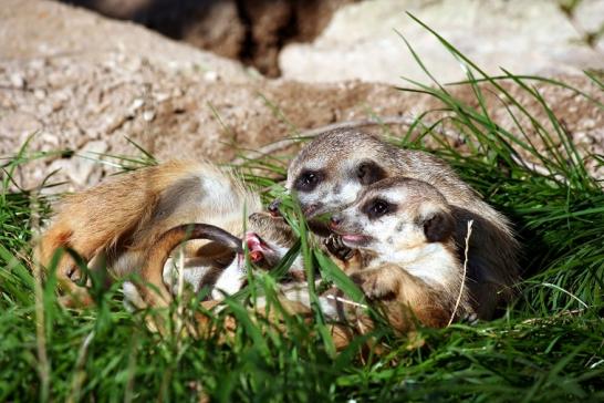 Erdmännchen Opel Zoo Kronberg 2010