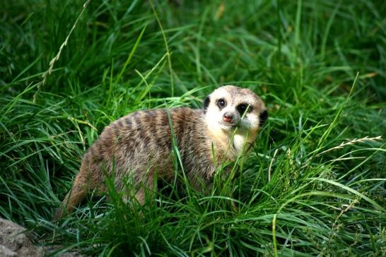 Erdmännchen Opel Zoo Kronberg 2010