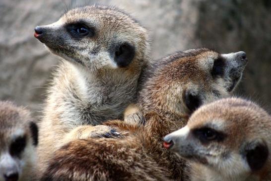 Erdmännchen Opel Zoo Kronberg 2010