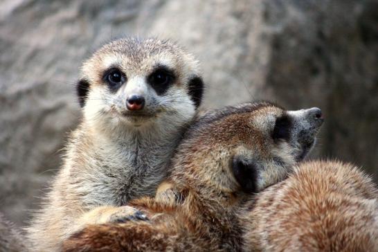 Erdmännchen Opel Zoo Kronberg 2010