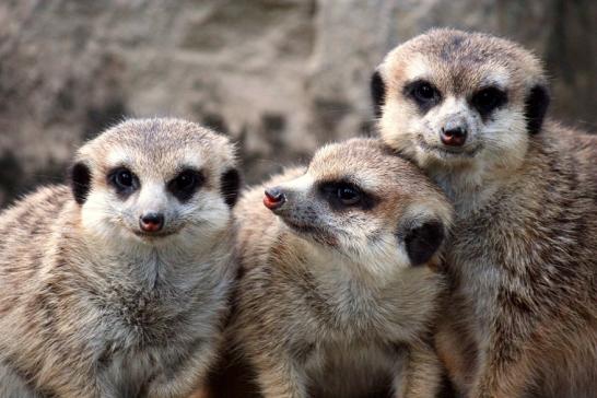 Erdmännchen Opel Zoo Kronberg 2010