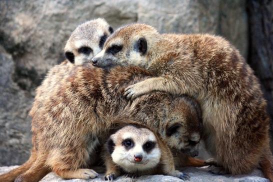 Erdmännchen Opel Zoo Kronberg 2010