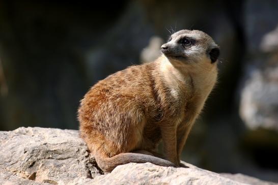 Erdmännchen Opel Zoo Kronberg 2010