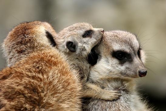 Erdmännchen Opel Zoo Kronberg 2014