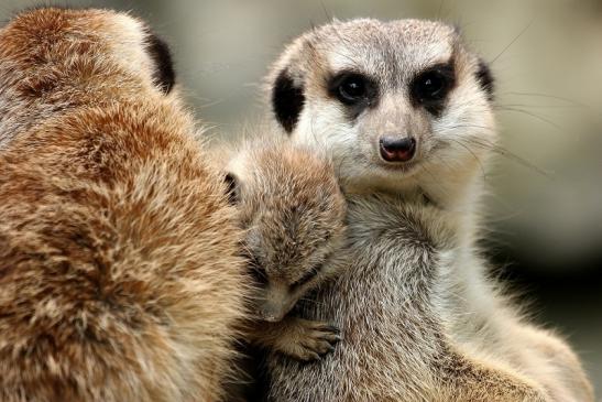 Erdmännchen Opel Zoo Kronberg 2014