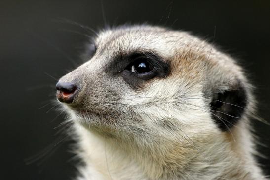 Erdmännchen Opel Zoo Kronberg 2014