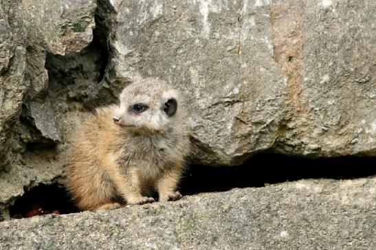 Erdmännchen Opel Zoo Kronberg 2014