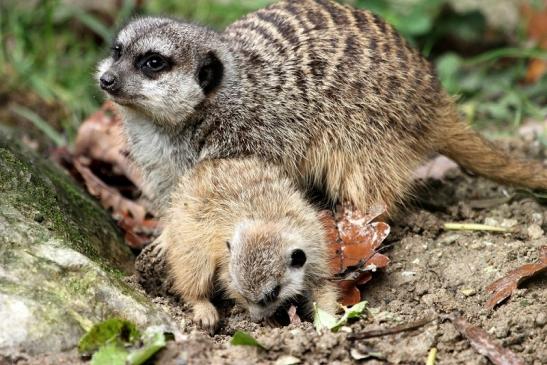 Erdmännchen Opel Zoo Kronberg 2014