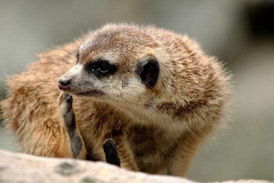 Erdmännchen Opel Zoo Kronberg 2014