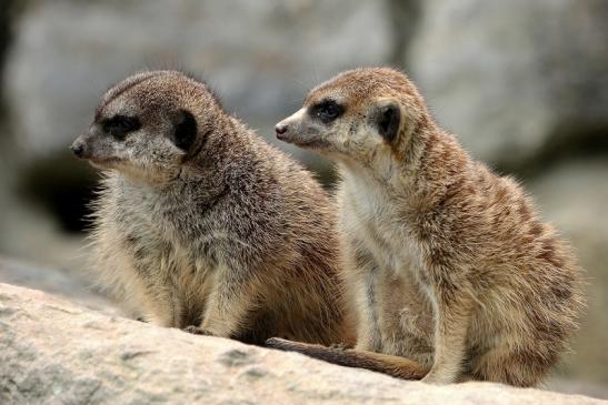 Erdmännchen Opel Zoo Kronberg 2014