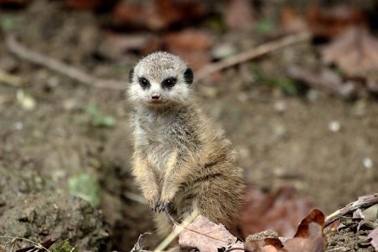 Erdmännchen Opel Zoo Kronberg 2014