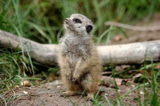 Erdmännchen Opel Zoo Kronberg 2014