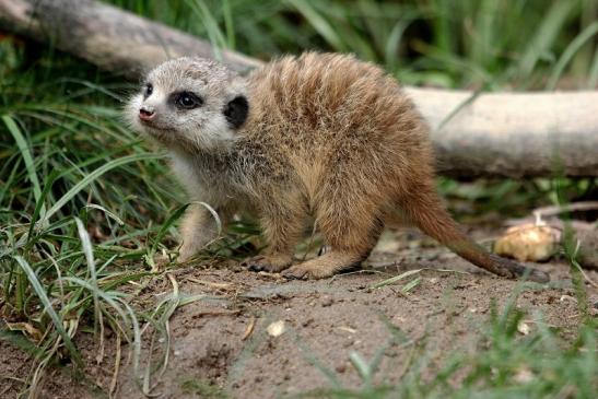 Erdmännchen Opel Zoo Kronberg 2014