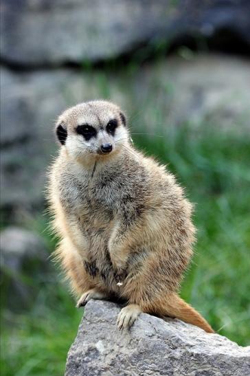 Erdmännchen Opel Zoo Kronberg 2014