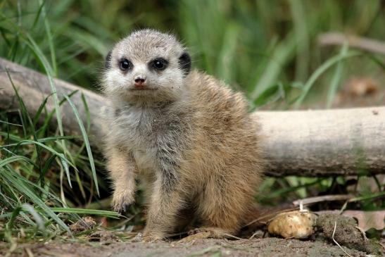 Erdmännchen Opel Zoo Kronberg 2014