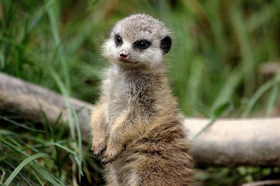 Erdmännchen Opel Zoo Kronberg 2014