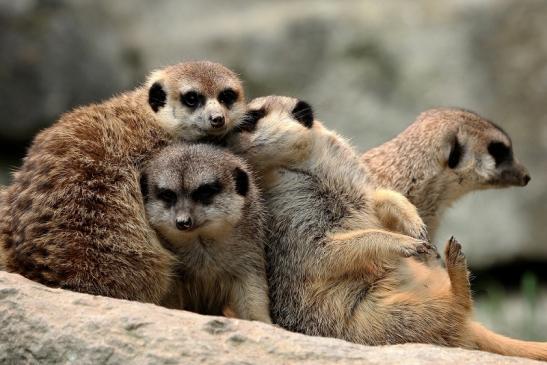 Erdmännchen Opel Zoo Kronberg 2014