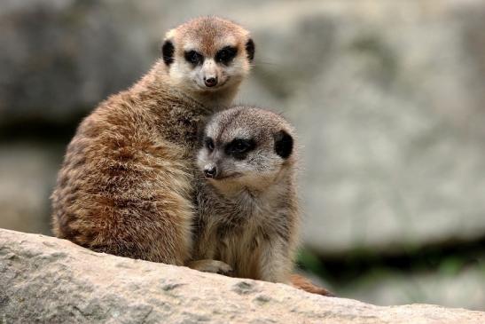 Erdmännchen Opel Zoo Kronberg 2014