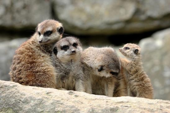 Erdmännchen Opel Zoo Kronberg 2014