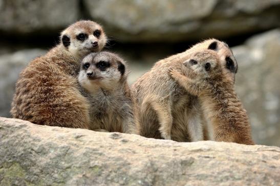 Erdmännchen Opel Zoo Kronberg 2014