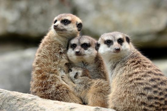 Erdmännchen Opel Zoo Kronberg 2014