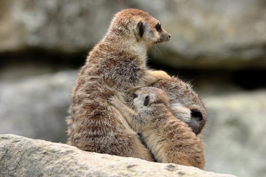 Erdmännchen Opel Zoo Kronberg 2014