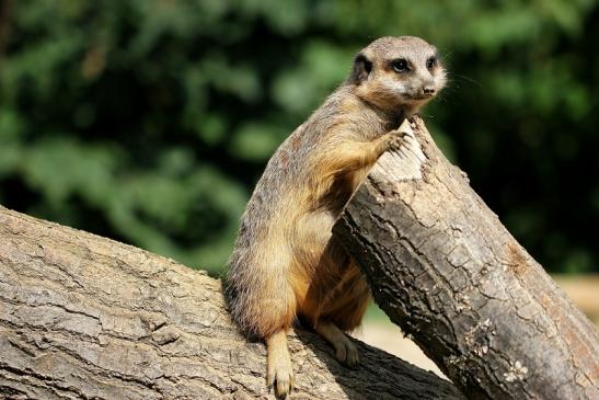 Erdmännchen Zoo Frankfurt am Main 2014