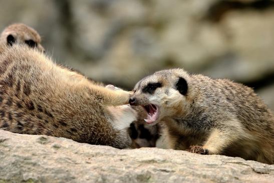 Erdmännchen Opel Zoo Kronberg 2014