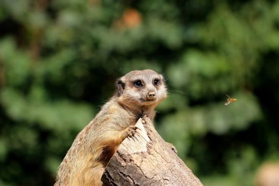 Erdmännchen Zoo Frankfurt am Main 2014