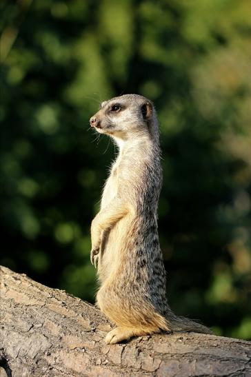 Erdmännchen Zoo Frankfurt am Main 2014