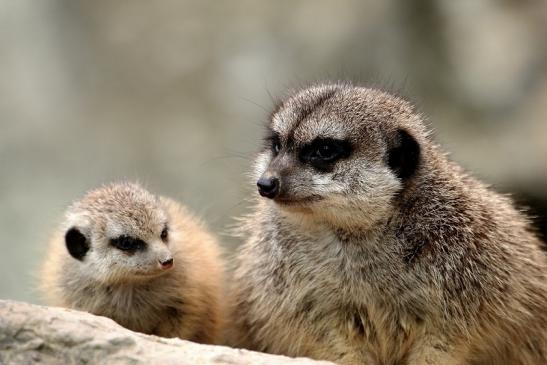 Erdmännchen Opel Zoo Kronberg 2014