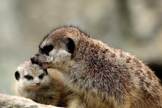 Erdmännchen Opel Zoo Kronberg 2014