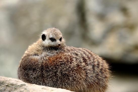 Erdmännchen Opel Zoo Kronberg 2014